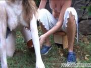 Milking A Pregnat Cow