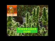 Cum In Mouth Compilation By Weedwanker
3000