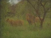 Blondie Well Fucked In Africa
2600