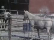 Classic Pornstar Becomes Weekend Cowgirl