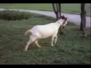 O Inseto Do Amor 1980 Full Video