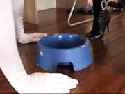 Sissy Floozy Receive Punished