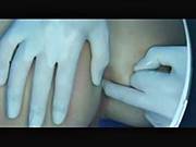 British Golden-haired Anal