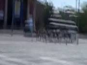Horny Babe Angelina Fucks In Open Public