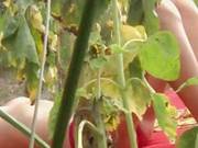 Outdoor Masturbation Of Horny Brunette