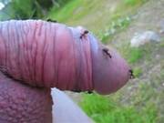 Ant Hill Attack