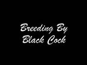 Breeding By Black Cocks
2507