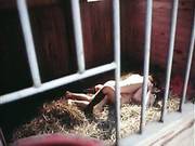 9 Lives Of A Wet Pussy Farm