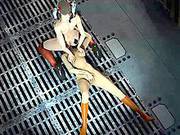 Wonder Women - Incredible 3d Anime Xxx Archive