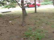 Horny Slut Gets Fucked From Behind In The Outdoors