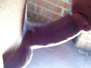 Novinha Chupando Ate Gozar E Saindo Leite