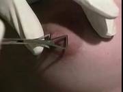 Nipple And Clit Piercing By Snahbrandy
1000