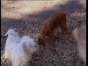 Fisting Fun 50 Full Vintage Movie
7400