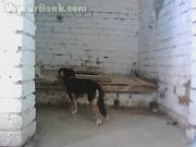 Beach Toilet 5