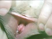 Thick Long Pussy Lips