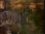 Safari Hunt For The Rare Asian Whore
