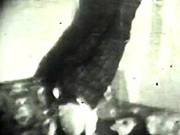 Retro Porn Archive Video: Golden Age Erotica 01 06